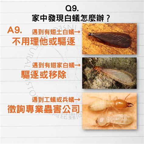 大水螞蟻巢穴|白蟻怕什麼？防治消滅方法整理包：防堵白蟻入侵5點。